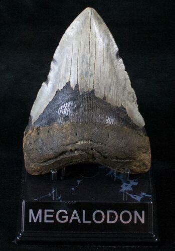 Nice Megalodon Tooth - North Carolina #13829
